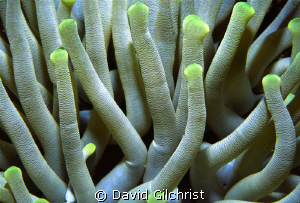 Anemone Close Up, Grand Cayman Islands by David Gilchrist 